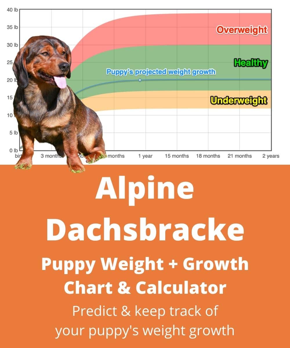 alpine-dachsbracke Puppy Weight Growth Chart